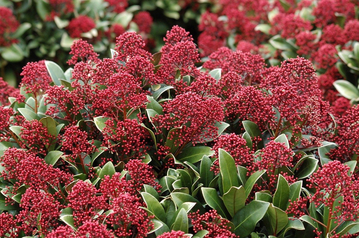Skimmia japonica 'Rubella'